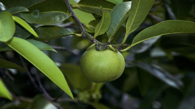 bai-viet/diem-danh-top-5-cac-loai-cay-co-doc-tinh-cao-de-doa-toi-tinh-mang-ban-can-phai-tranh-xa.html