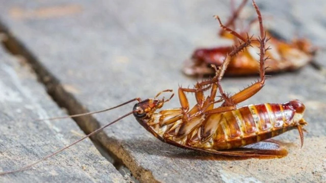 bai-viet/diet-gian-bang-baking-soda-va-nhung-dieu-can-biet.html