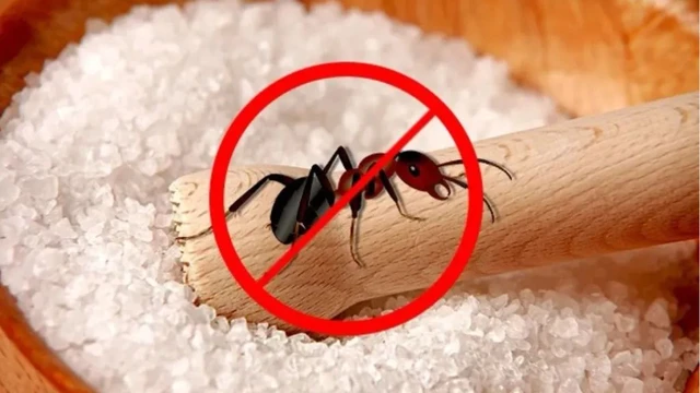 bai-viet/diet-kien-bang-baking-soda-hieu-qua-hay-khong.html