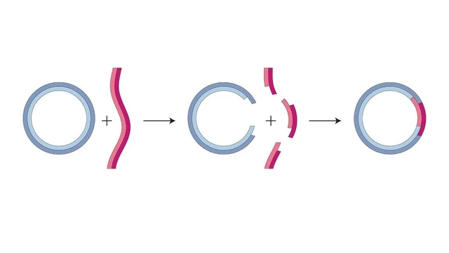bai-viet/dna-tai-to-hop-la-gi-y-nghia-cua-dna-tai-to-hop-trong-y-hoc.html