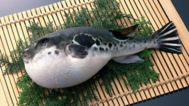 bai-viet/doc-ca-noc-nguy-hiem-nhu-the-nao-cach-xu-tri-khi-bi-ngo-doc-ca-noc-63142.html