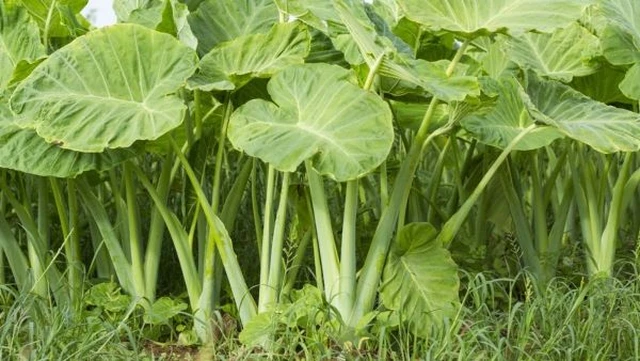 bai-viet/doc-mung-bao-nhieu-calo-an-doc-mung-co-tot-khong.html