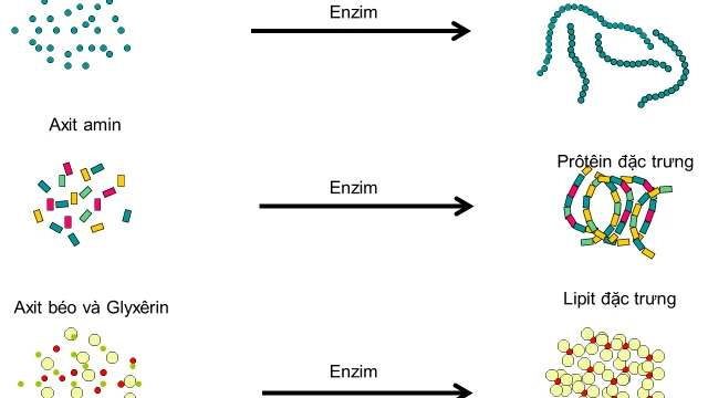 bai-viet/dong-hoa-la-gi-di-hoa-la-gi-hormone-dong-hoa-va-di-hoa-65313.html