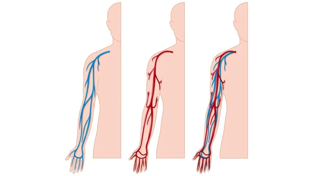 bai-viet/dong-mach-tru-cau-truc-giai-phau-chuc-nang-va-cac-benh-ly-lien-quan.html
