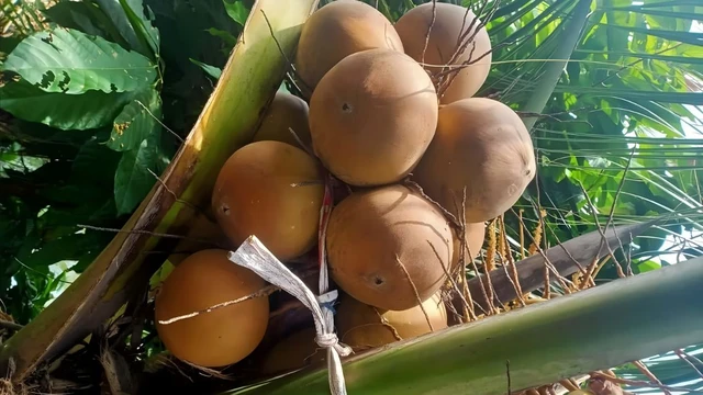 bai-viet/dua-dau-la-gi-thanh-phan-dinh-duong-va-cong-dung-bat-ngo.html
