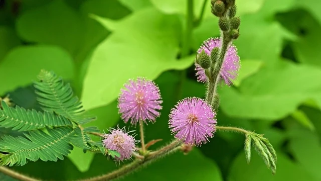 bai-viet/dung-re-cay-xau-ho-ngam-ruou-mang-lai-nhieu-loi-ich-bat-ngo.html