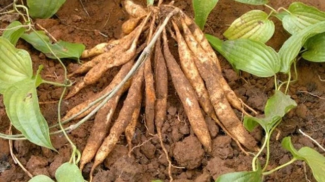 bai-viet/duoc-lieu-bach-bo-huong-dan-su-dung-cao-bach-bo.html