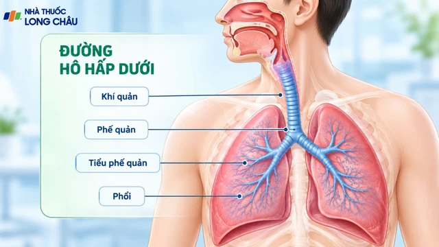 bai-viet/duong-ho-hap-duoi-cau-tao-chuc-nang-va-cach-bao-ve-hieu-qua.html