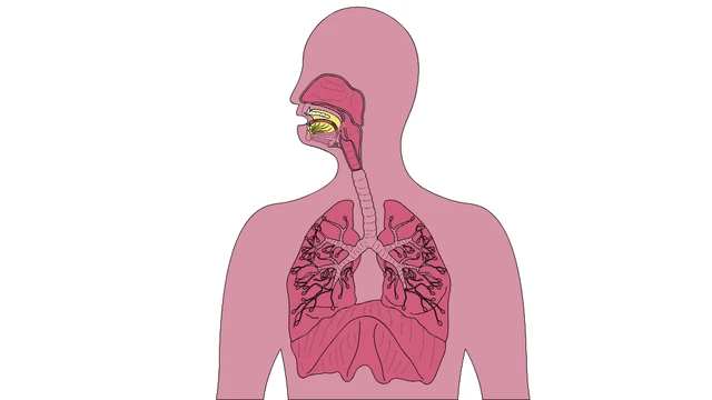 bai-viet/duong-ho-hap-tren-gom-nhung-bo-phan-nao-cac-benh-ly-thuong-gap-o-duong-ho-hap-tren.html