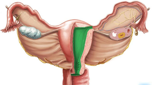bai-viet/endometrium-la-gi-vai-tro-cua-endometrium-doi-voi-suc-khoe-phu-nu.html