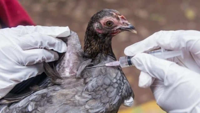 bai-viet/enrofloxacin-la-gi-ngo-doc-enrofloxacin-co-nguy-hiem-khong-56845.html