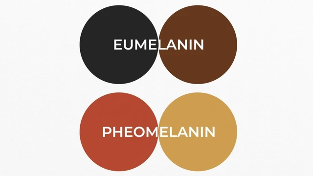 bai-viet/eumelanin-va-pheomelanin-la-gi-yeu-to-nao-quyet-dinh-mau-toc-cua-ban.html