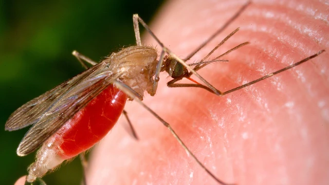 bai-viet/bo-tui-thong-tin-tu-a-z-ve-muoi-anopheles.html