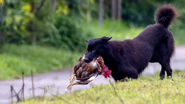 bai-viet/ga-bi-cho-can-co-an-duoc-khong-nguy-co-tiem-an-den-suc-khoe-khi-an-ga-bi-cho-can.html