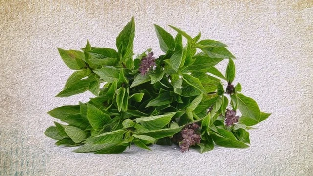 bai-viet/giai-dap-an-nhieu-rau-hung-que-co-tot-khong.html