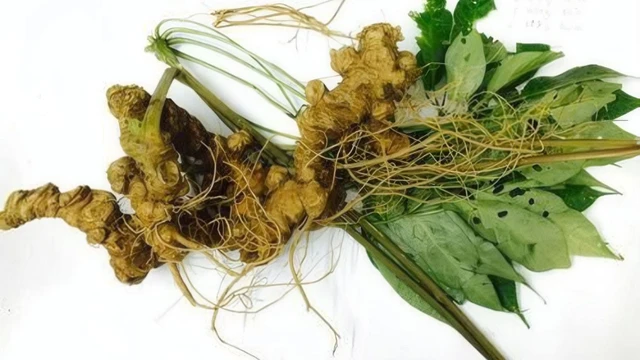 bai-viet/giai-dap-nhung-nguoi-khong-nen-dung-sam-ngoc-linh.html