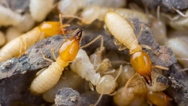 bai-viet/giai-dap-thac-mac-con-mot-go-co-can-nguoi-khong.html