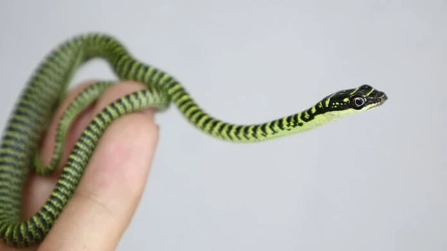 bai-viet/ran-xanh-soc-den-thuoc-loai-ran-nao-ran-xanh-soc-den-co-doc-khong-65762.html