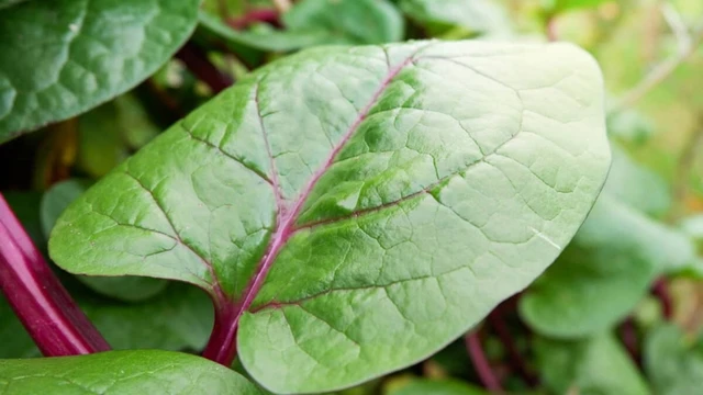 bai-viet/giai-dap-thac-mac-rau-mong-toi-bao-nhieu-calo.html