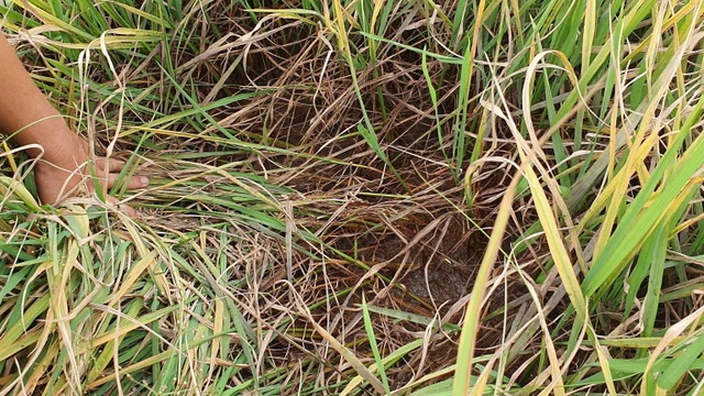 bai-viet/giai-dap-thac-mac-ngo-doc-huu-co-la-gi-57091.html