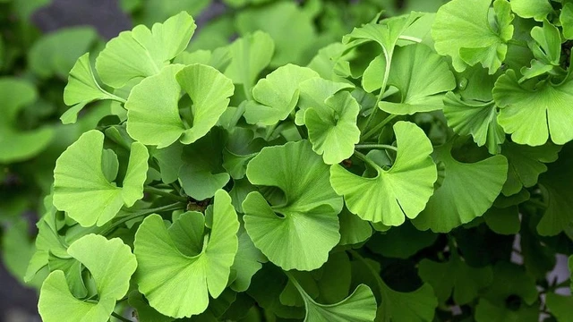 bai-viet/nguoi-hay-quen-nen-dung-bo-nao-ginkgo-biloba-ngay-uong-may-vien-62396.html
