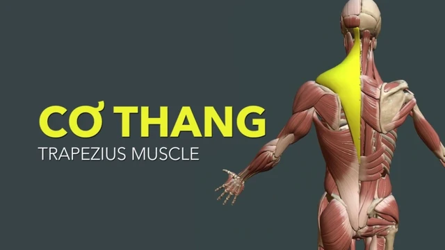 bai-viet/giai-phau-co-thang-cau-truc-chuc-nang-va-cach-cham-soc-hieu-qua.html