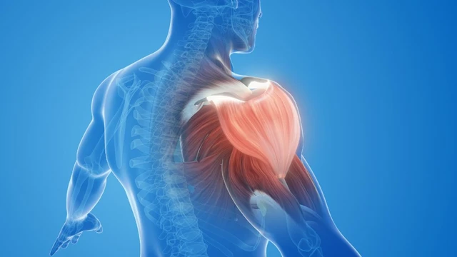 bai-viet/giai-phau-co-vai-cau-tao-chuc-nang-va-nhung-dieu-can-biet.html