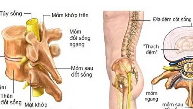 bai-viet/giai-phau-cot-song-va-mot-so-benh-ly-thuong-gap-o-dot-song-65007.html