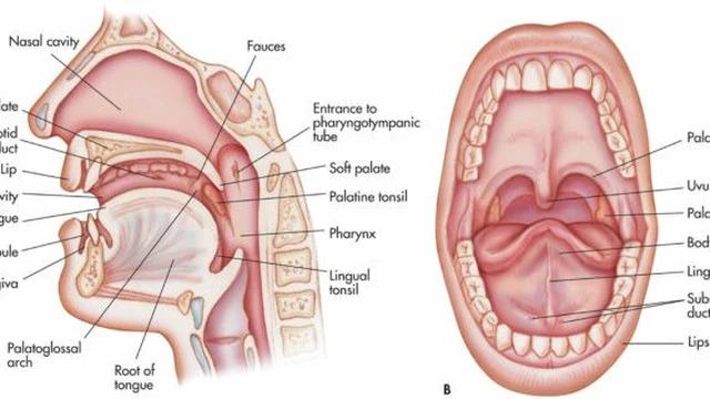 bai-viet/giai-phau-hong-va-nhung-benh-ly-thuong-gap-o-hong.html