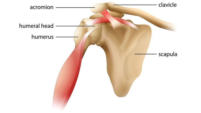 bai-viet/giai-phau-khop-vai-va-cac-benh-ly-thuong-gap-o-khop-vai.html