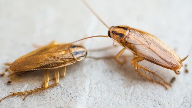 bai-viet/gian-duc-la-gi-dac-diem-va-cach-tieu-diet-gian-duc-hieu-qua.html