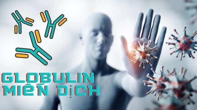 bai-viet/tim-hieu-chi-tiet-ve-globulin-mien-dich.html