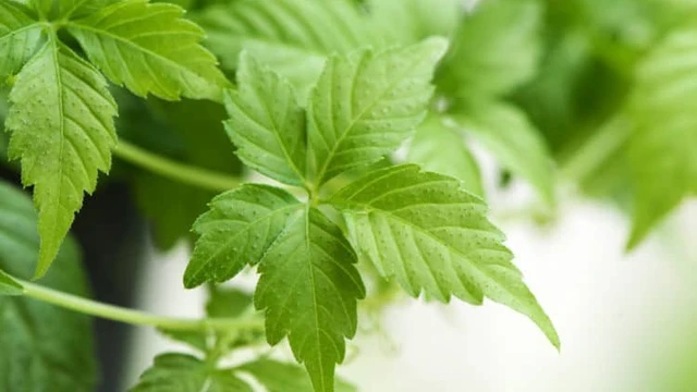 bai-viet/goc-giai-dap-uong-giao-co-lam-hang-ngay-co-tot-khong.html