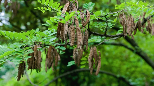 Gội đầu bằng bồ kết có cần xả lại nước không? Cách gội đầu bằng bồ kết hiệu quả tại nhà 0