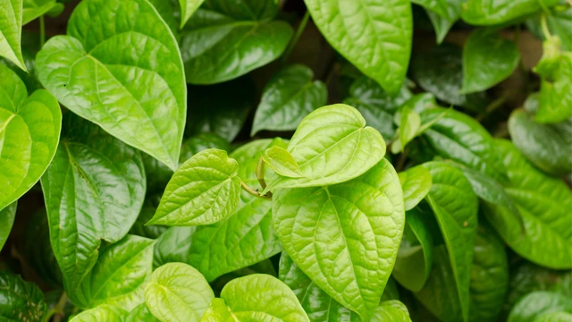 Gội đầu bằng lá trầu không có tốt cho tóc hay không? Cách sử dụng lá trầu không trong chăm sóc tóc an toàn và hiệu quả 0