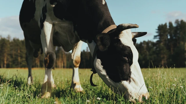 bai-viet/grass-fed-collagen-la-gi-loi-ich-cua-grass-fed-collagen.html