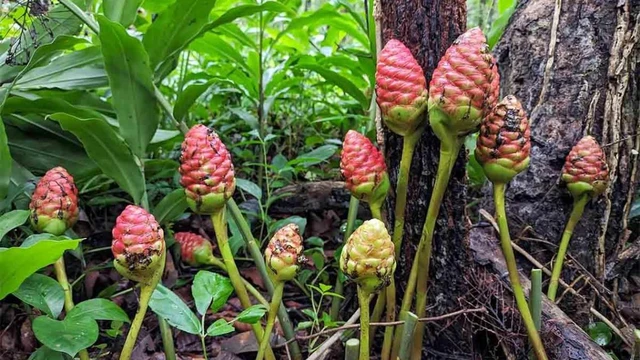 bai-viet/gung-do-gung-dai-tia-co-tac-dung-gi-nhung-loi-ich-it-nguoi-biet.html