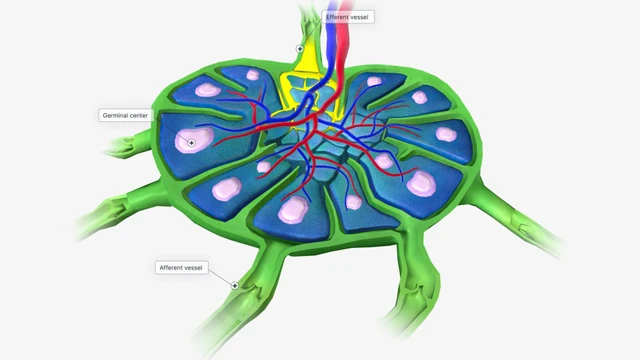 bai-viet/hach-bach-huyet-la-gi-cau-tao-chuc-nang-va-cac-benh-ly-thuong-gap.html