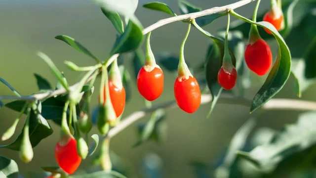 bai-viet/hat-ky-tu-co-tot-khong-nhung-tac-dung-cua-hat-ky-tu.html