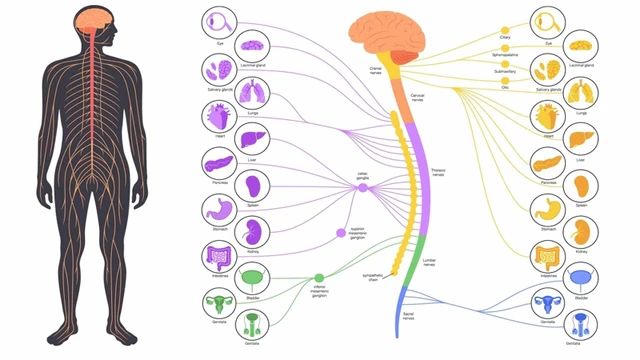 bai-viet/he-luy-cua-roi-loan-than-kinh-thuc-vat-la-gi.html