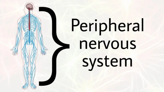 bai-viet/he-than-kinh-ngoai-bien-cau-truc-chuc-nang-va-cac-benh-ly-pho-bien.html