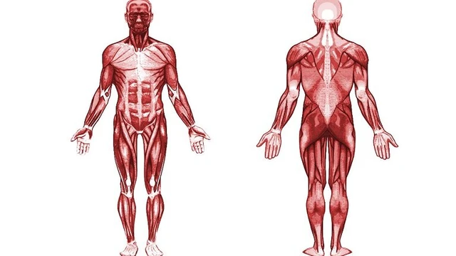 bai-viet/he-thong-co-va-vai-tro-cua-co-doi-voi-co-the-nguoi.html