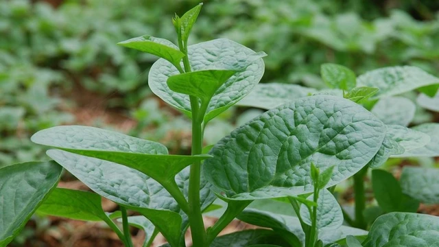 bai-viet/hieu-ro-nhung-tac-hai-cua-rau-mong-toi-ma-ban-can-biet.html