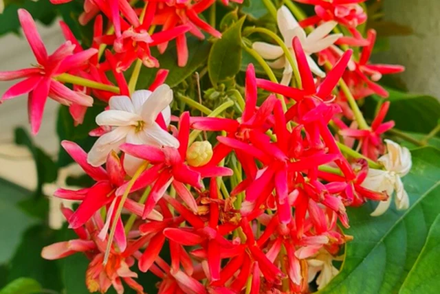 bai-viet/hoa-su-quan-tu-vi-thuoc-voi-nhieu-cong-dung-chua-benh-69277.html