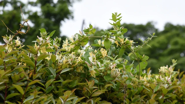 bai-viet/hoa-thien-ly-co-tac-dung-gi-4-cong-dung-chinh-va-luu-y-khi-su-dung.html