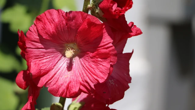 bai-viet/hoa-thuc-quy-co-tac-dung-gi-nhung-loi-ich-suc-khoe-it-nguoi-biet.html