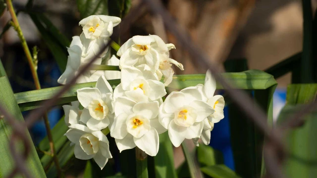 bai-viet/hoa-thuy-tien-co-doc-khong-nhung-dieu-can-biet-khi-su-dung.html