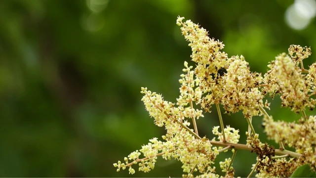 bai-viet/bat-ngo-truoc-loi-ich-suc-khoe-cua-hoa-xoai.html