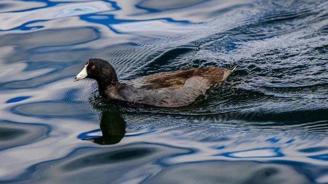 bai-viet/hoi-chung-con-vit-la-gi-dau-hieu-nhan-biet-va-cach-vuot-qua.html