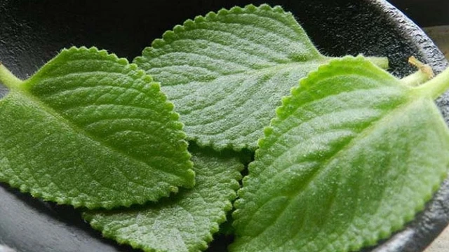 bai-viet/hung-chanh-la-cay-gi-hung-chanh-an-song-duoc-khong.html